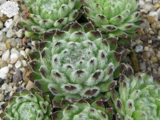 Šilropė (Sempervivum) 'Neida'